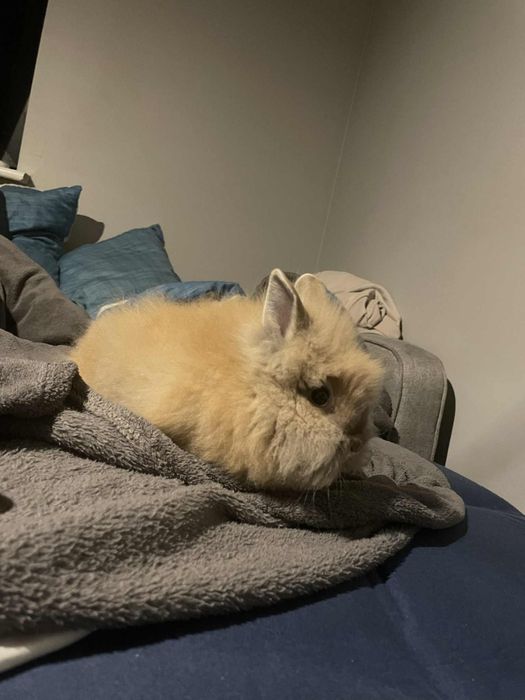 Oddam królika za darmo w dobre ręce