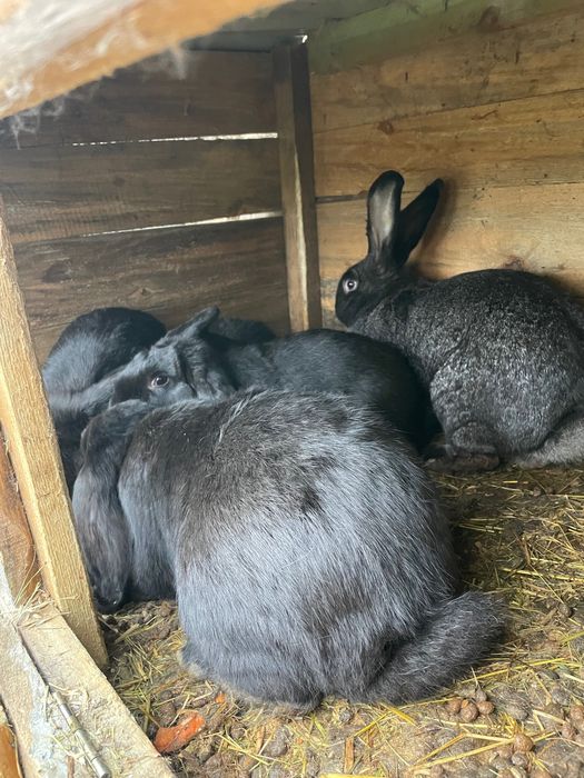 25zł TANIO sprzedam króliki
