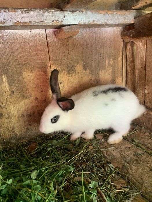 Молодняк кроликів різних порід від 1,5,2,5,3 місяців є самочки,і самці