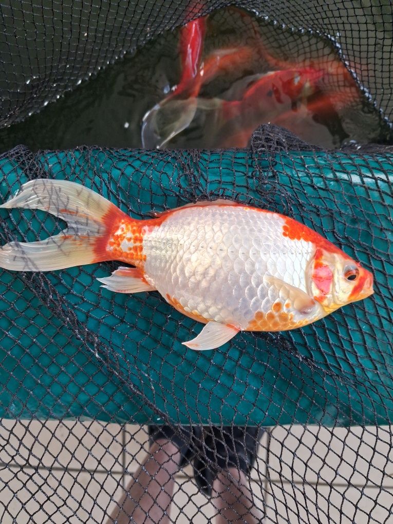 Peixes lago/pimpoes/cometas grandes, reprodutores!