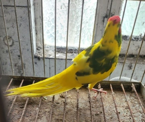 Kakarikis Malhado para domesticar