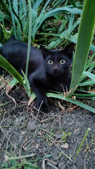 Віддам кошенят у добрі руки