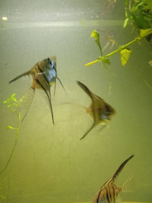 Риби. Скалярії. Акваріумістика