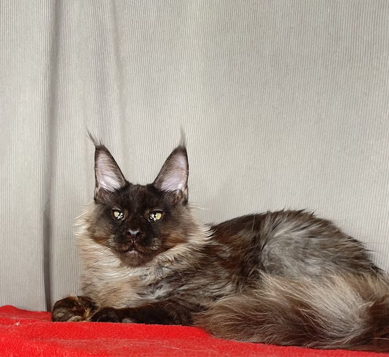 Черный дым мальчик