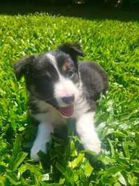 Border collie fêmea