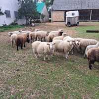 Owce mięsne ok 20 sztuk,zywe kosiarki