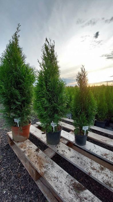 PROMOCJA! Szmaragd Thuja occidentalis Żywotnik zachodni 110cm!