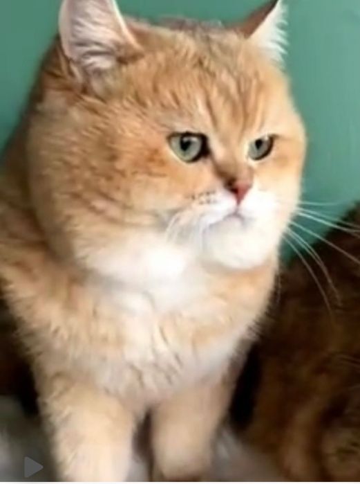 Продаются котята шотландские(шиншилы)