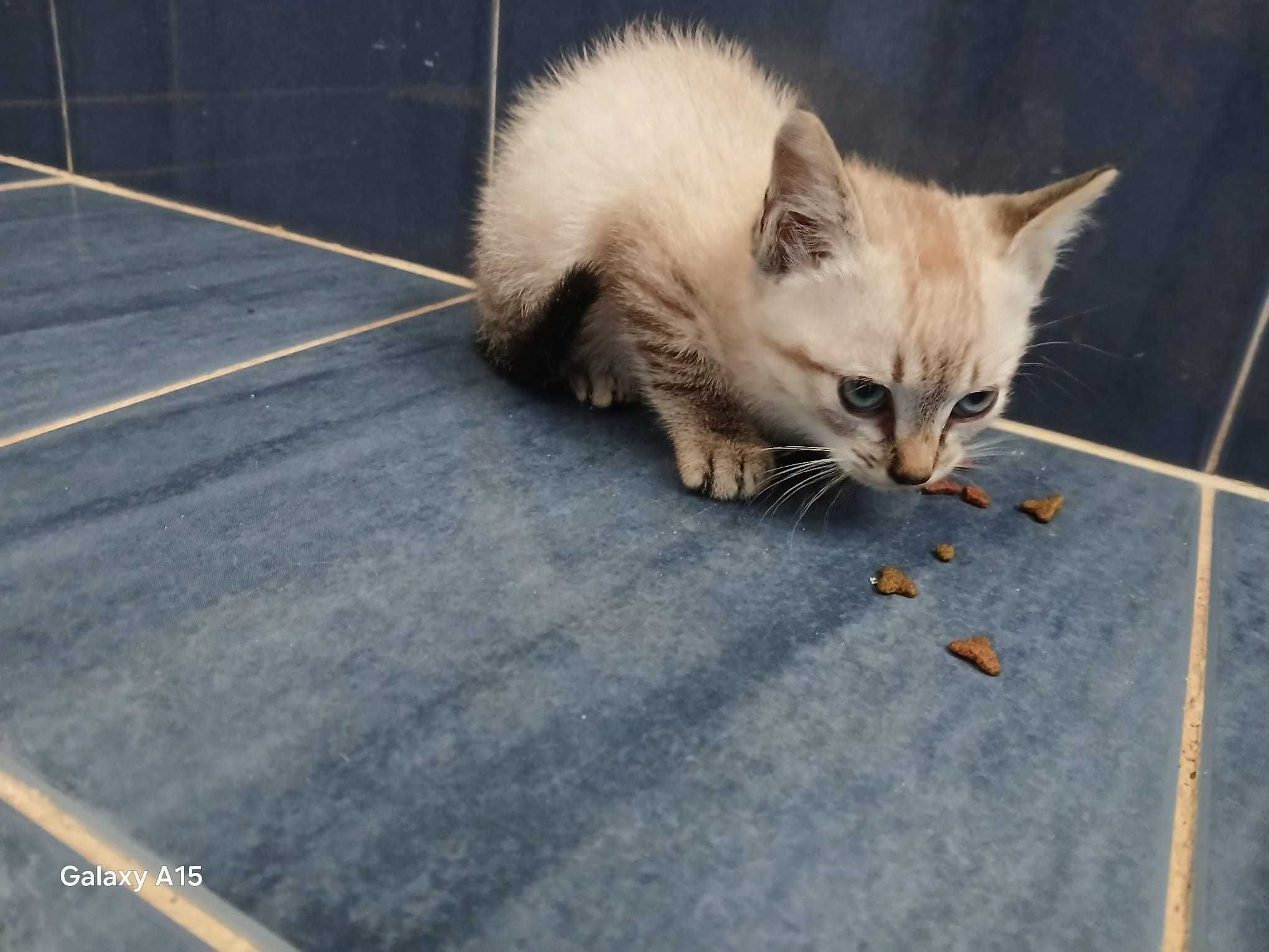 Doação gatinho com 8 semanas