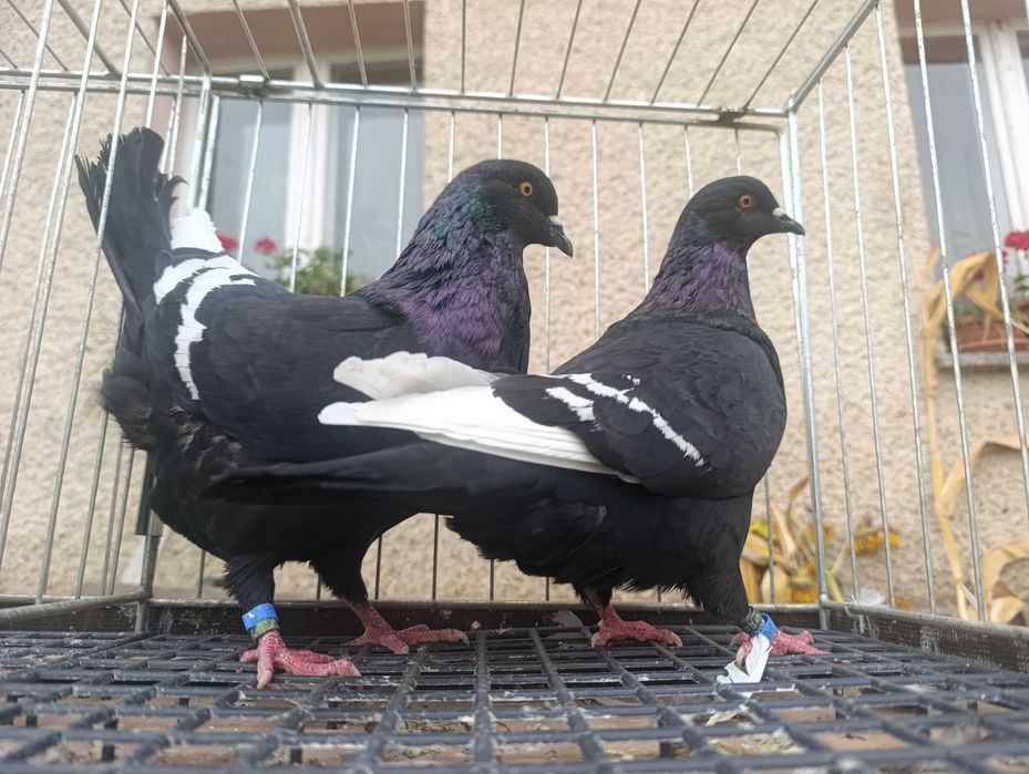 Ryś, rysie czarne, gołębie ozdobne, wysyłam