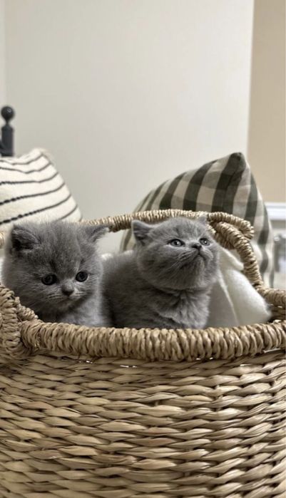 Британські котики, прямовухі кошенята