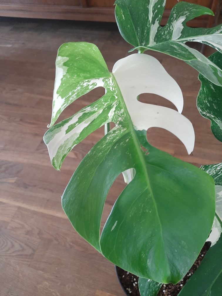 Monstera variegata- polski hodowca.