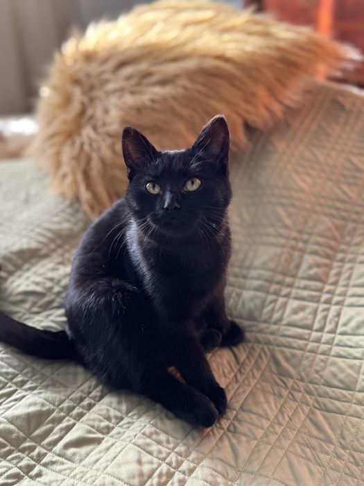 Віддам кошенятко у добрі руки