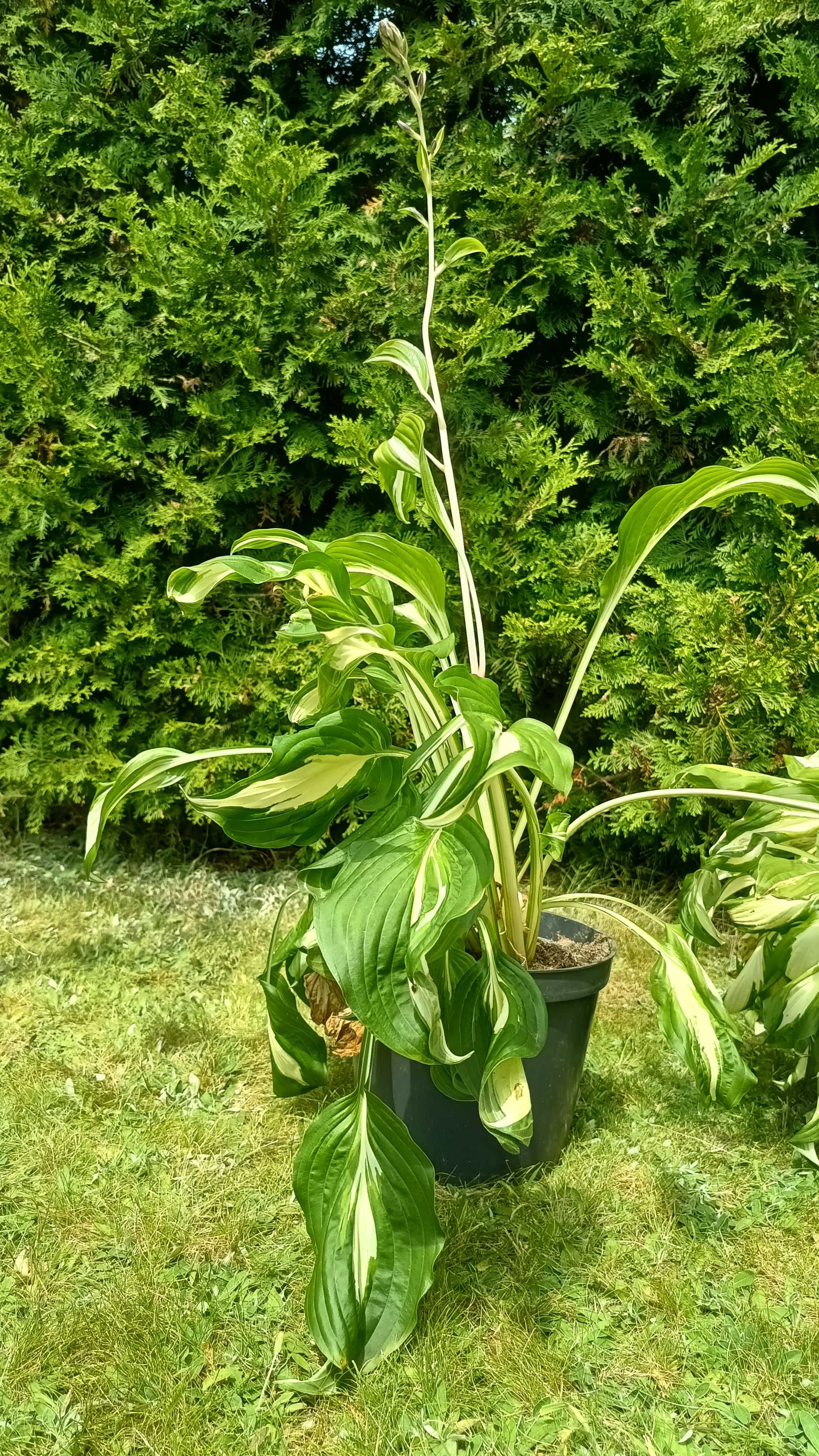 Funkia Hosta Fire and Ice nadwyżki ogrodowe