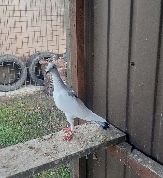 Gołębie ozdobne srebrniaki sercowe serki