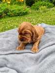 Cocker Spaniel Angielski złoty piesek