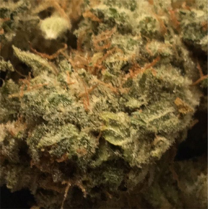 2G Susz CBD GORILLA GLUE 38% (bez THCP HHCO) LEGALNY marihuana