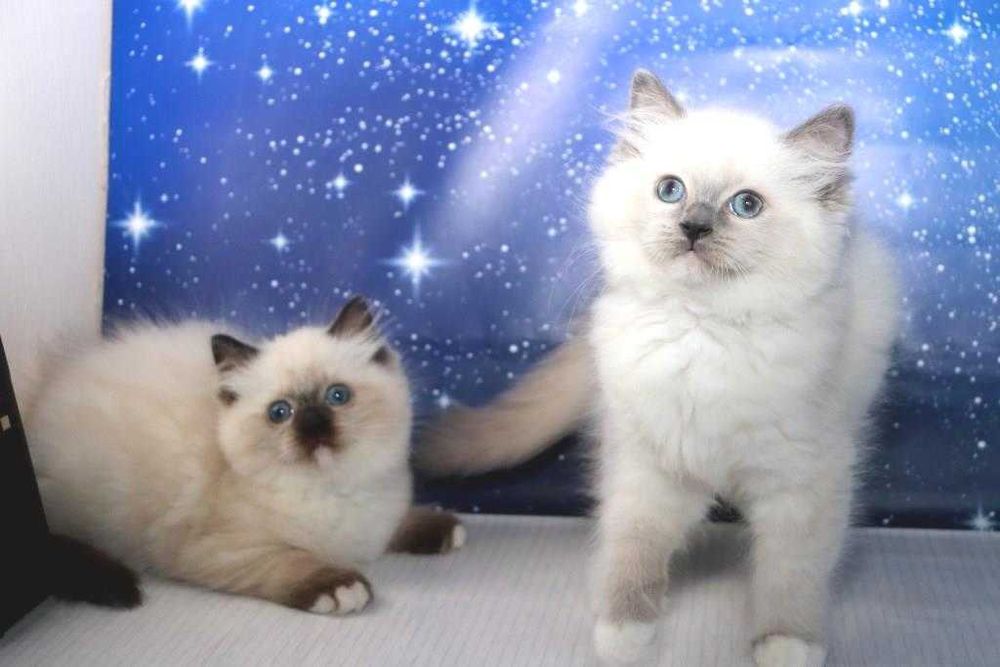 Чудові, чемні, красиві, охайні кошеня породи регдол