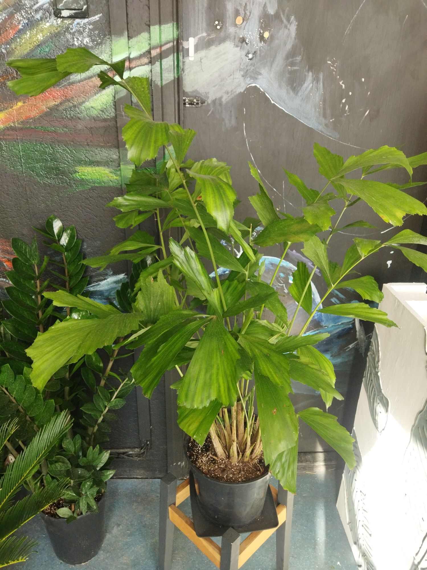 Пальма Каріота Caryota 1 метр Кариота