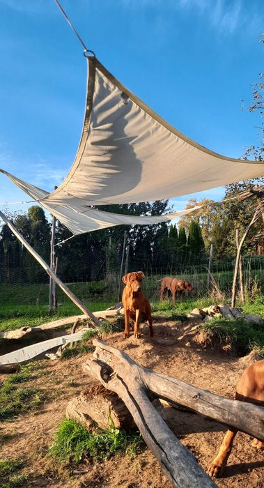 Rhodesian Ridgeback FCI – wyjątkowy szczeniak z afrykańskich linii