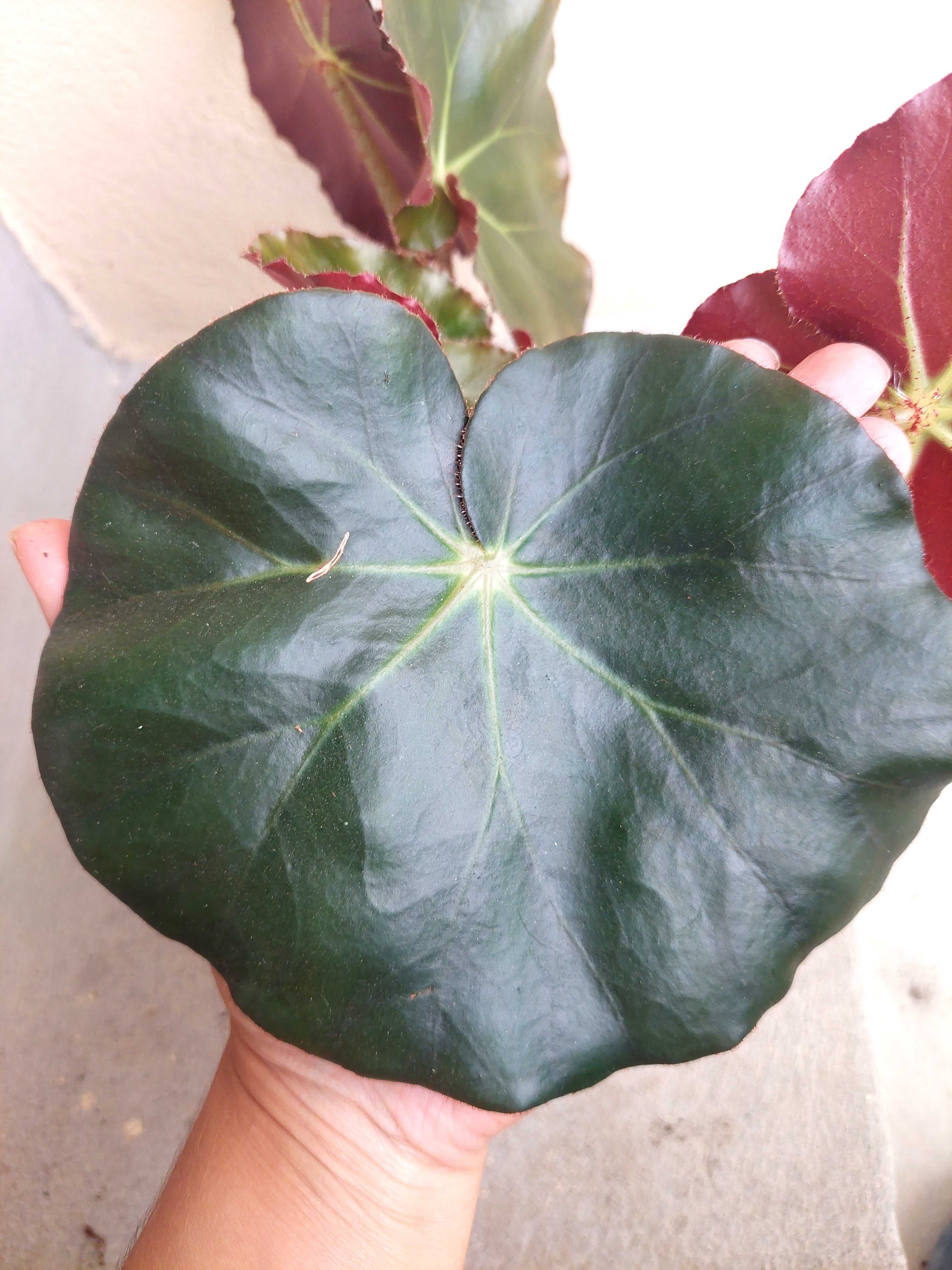 Planta Begonia erytrophylla- Rainha de Sala