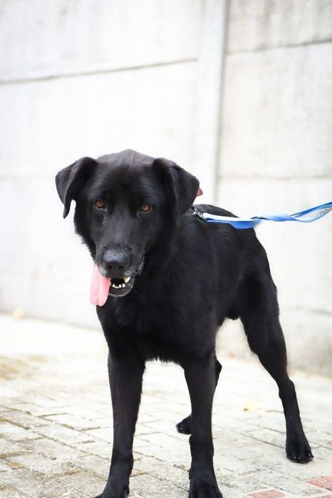 Duży pies do adopcji, Olaf