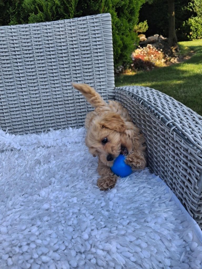 Śliczny Piesek Maltipoo