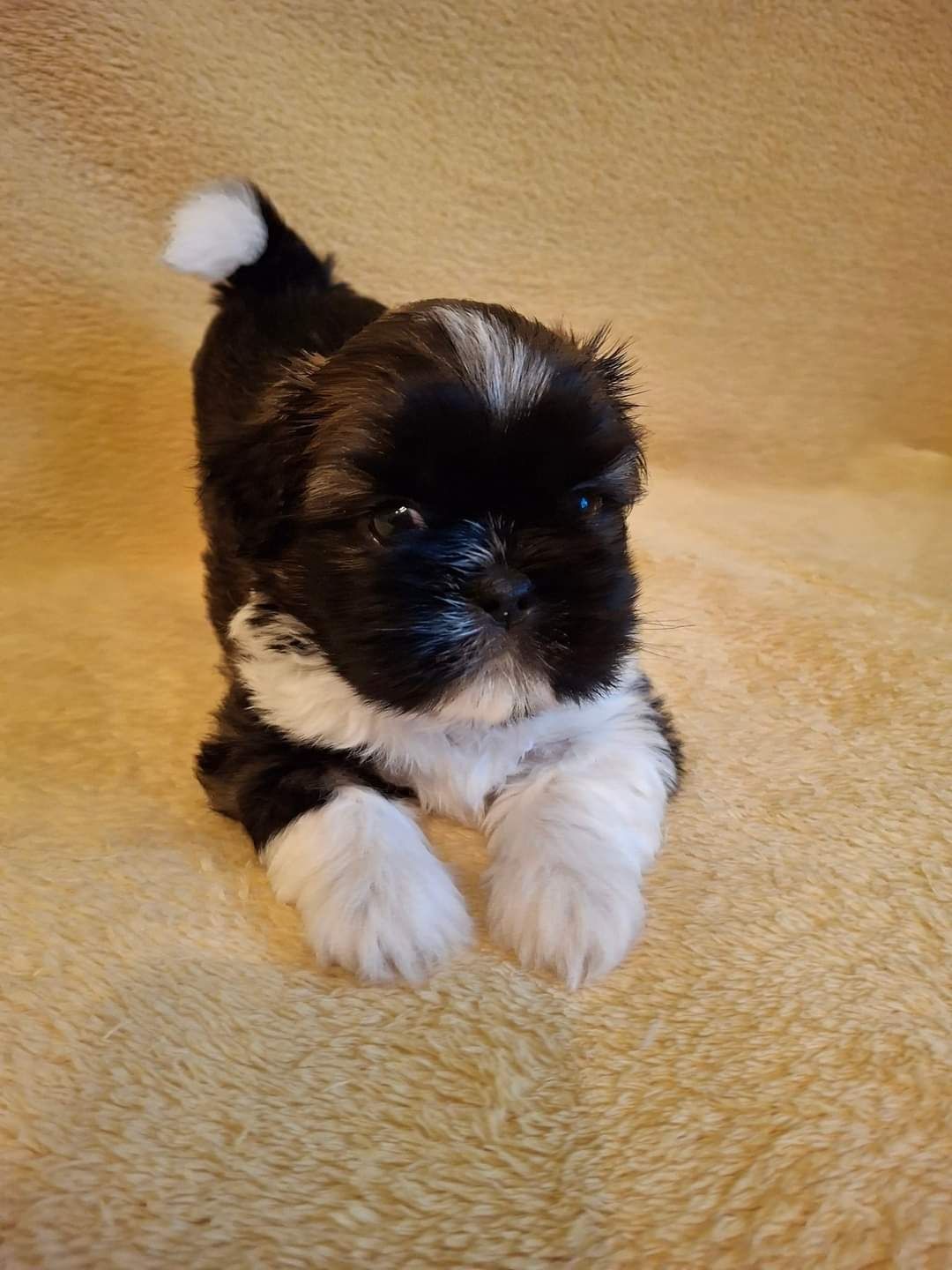 Śliczny piesek Shih Tzu - tricolor