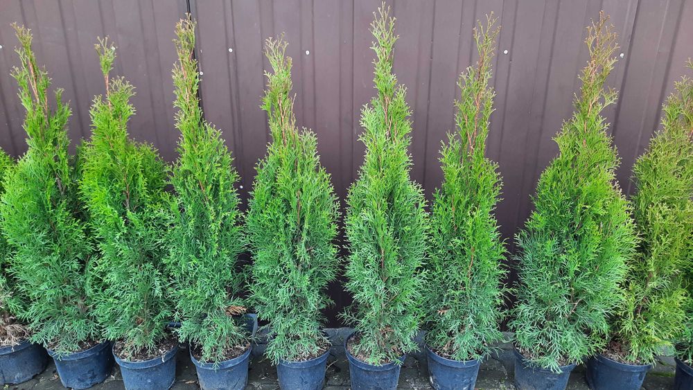 Tuja Szmaragd Thuja Smaragd 90-100 cm Transport