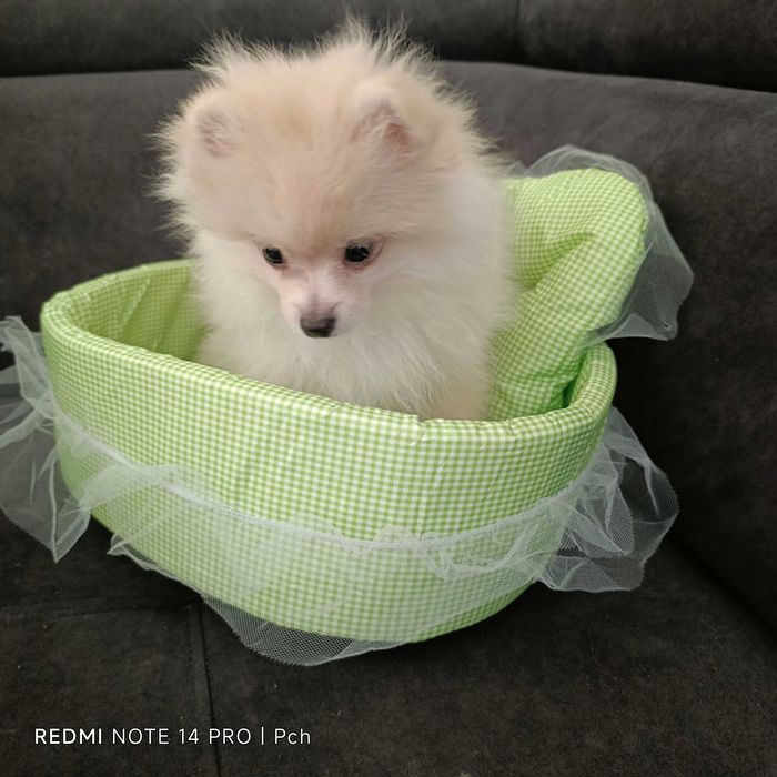 Szpic miniaturowy. Malutki pomeranian.