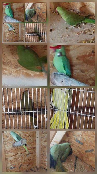 Vendo ring neck por 100 euros cada um