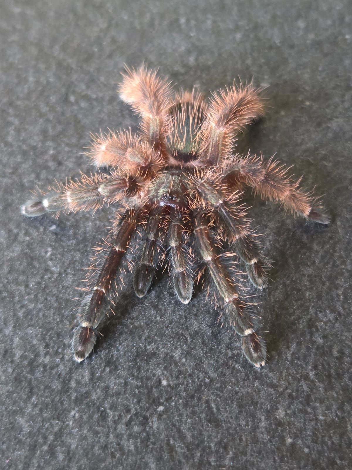 Samica  Psalmopoeus Victori L9
