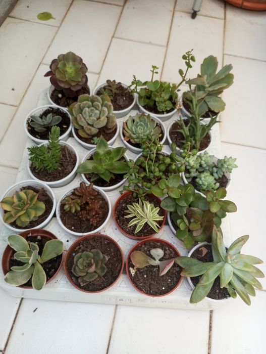 Pequenas suculentas variadas disponíveis