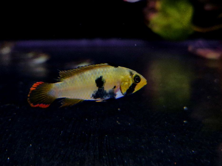 Apistogramma pandurini (pielęgniczka)