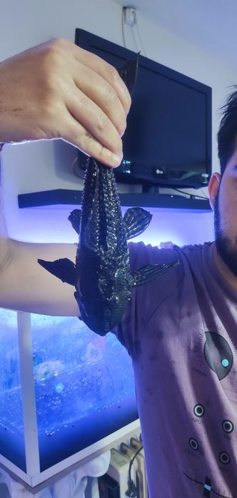 Pleco comum ≈ 25cm (reservado)