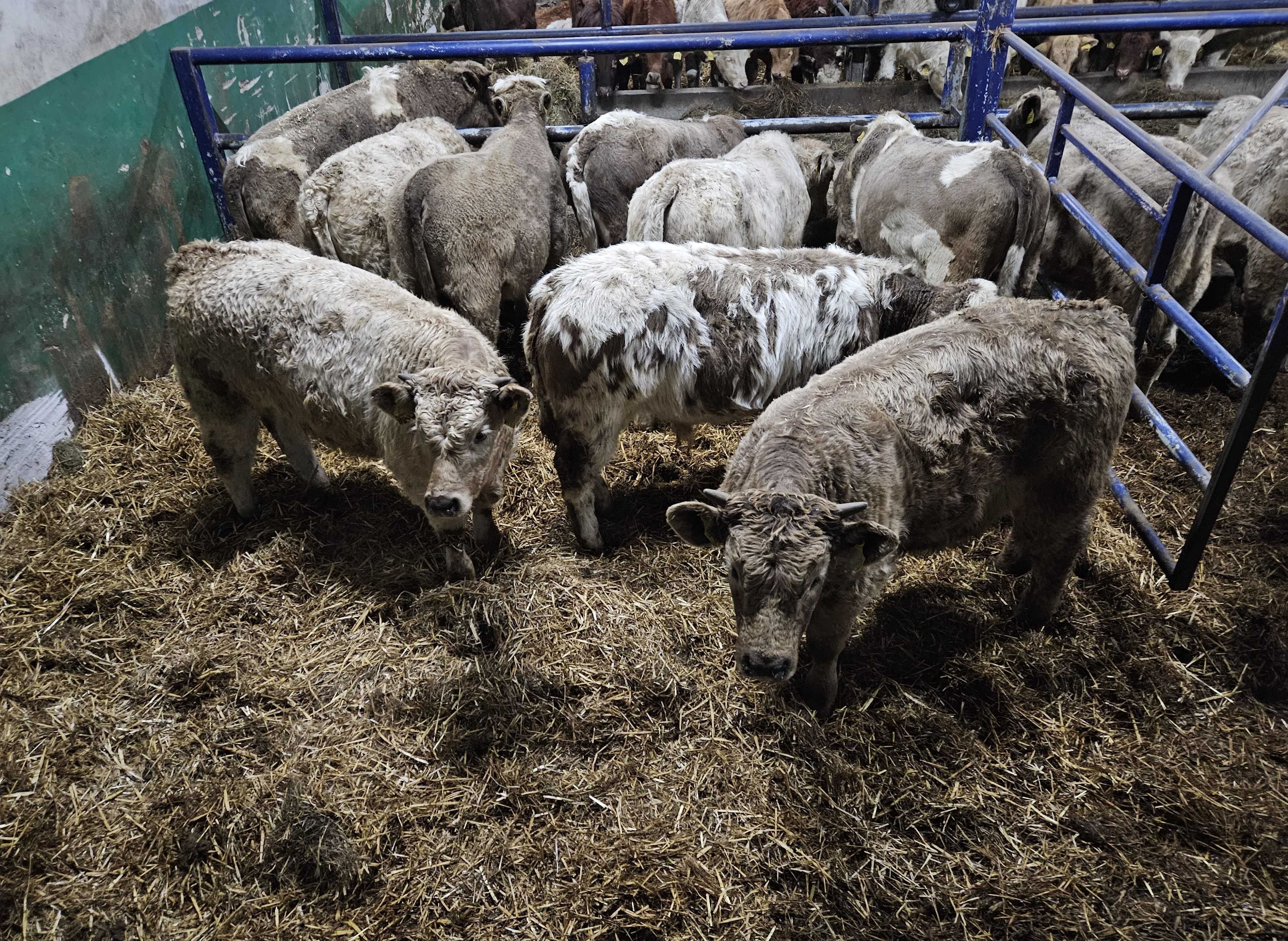 byczki byk odsadki Charolais mięsne krzyżówki