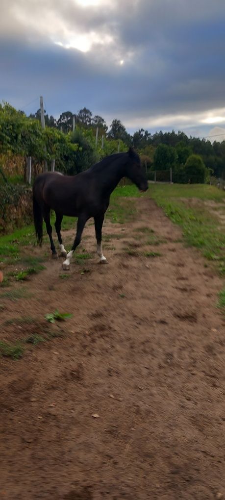 Vendo cavalo muito meigo