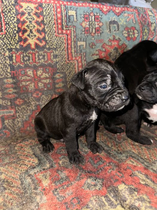 Цуценята Кане корсо