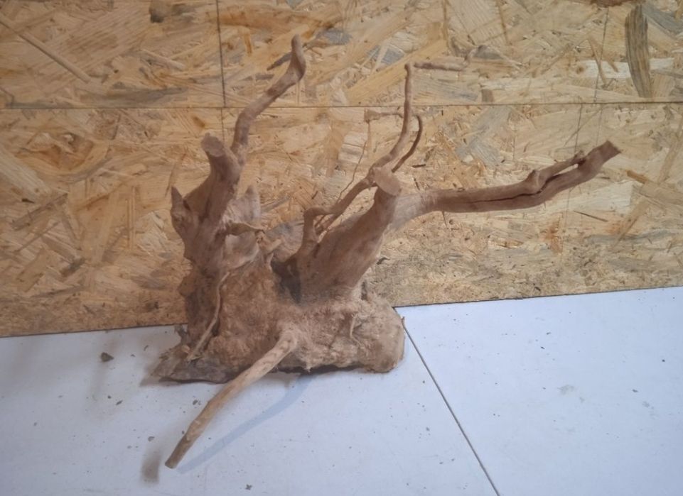 Korzeń Red Moore Woody 87