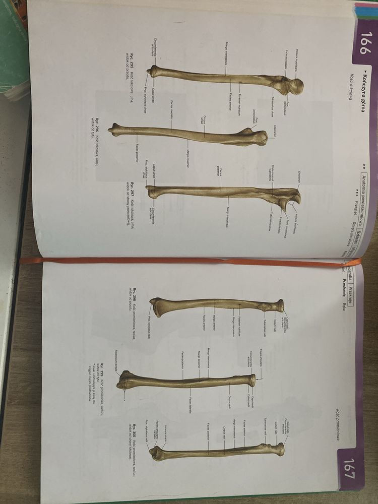 Atlas anatomii czlowieka Sobotta dwa tomy