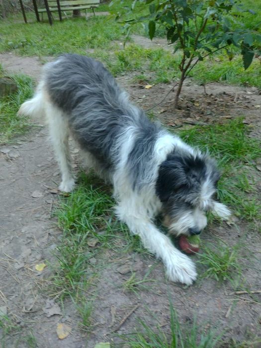 Oddam za darmo, do adopcji- Uroczy Maciuś szuka domu