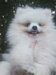 Mini chłopczyk Szpic Miniaturowy Pomeranian