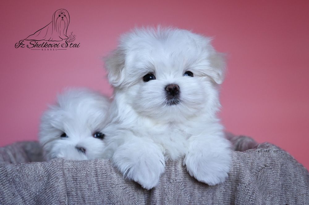 Мини мальчик мальтезе