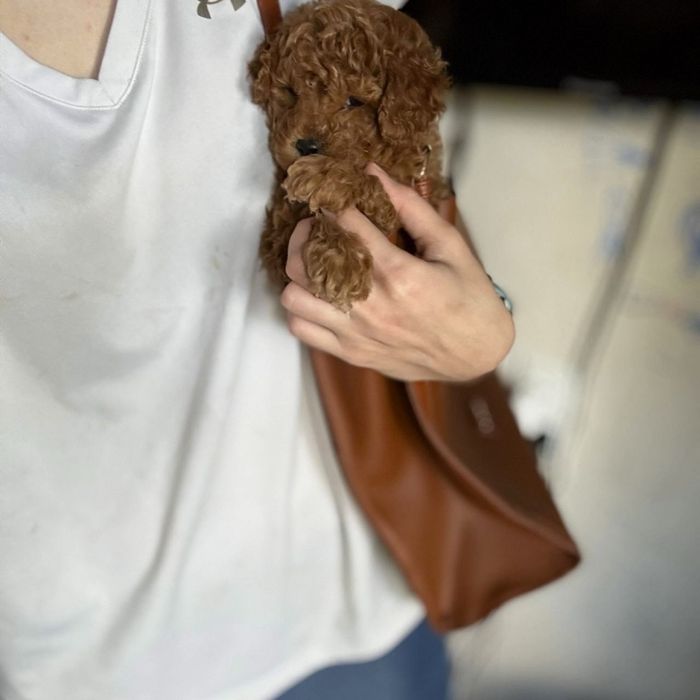 Крихітні мальтипу преміум-класу