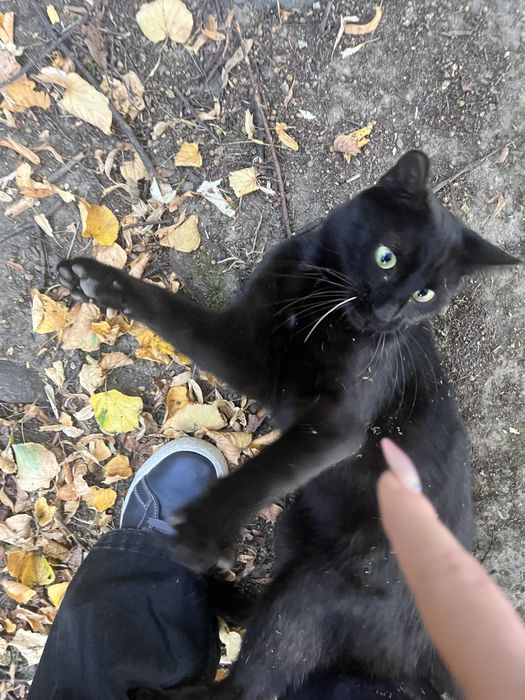 ZAGINĄŁ KOT Piława Górna