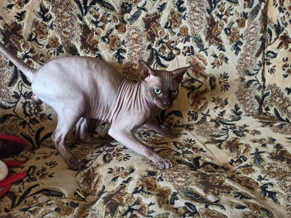 Кот сфинкс мальчик