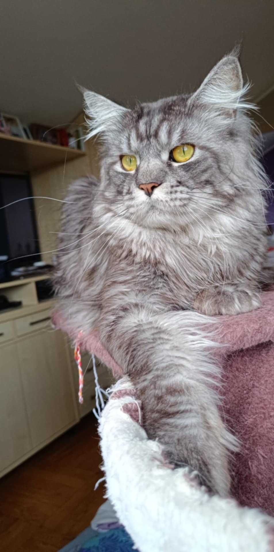 Oddam w dobre ręce kota Maine coon