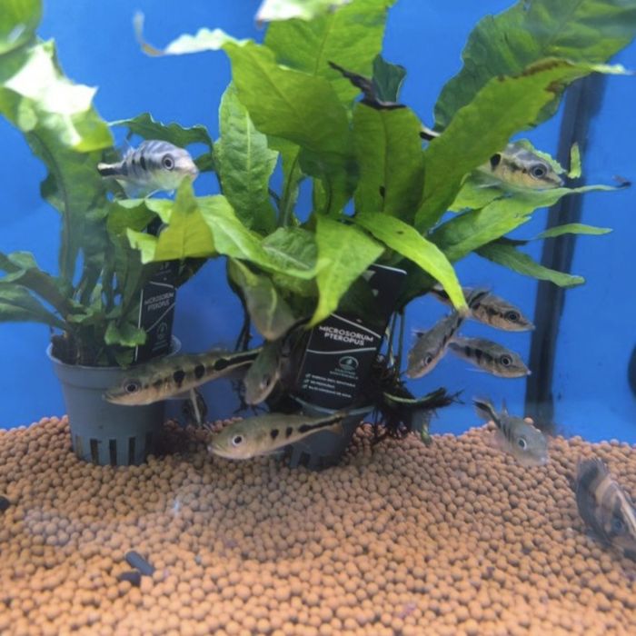 Cichla Kelberi (Tucunaré)