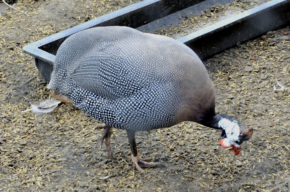 Perliczki samiec