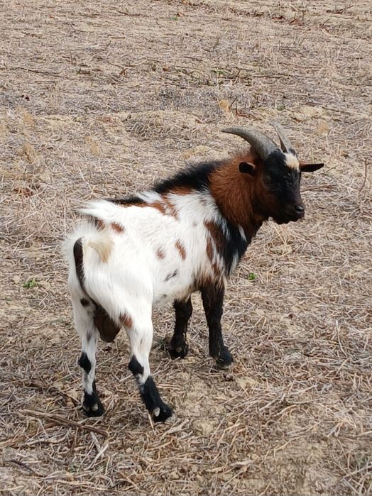 Vende-se cabrito de cobrição de raça anã